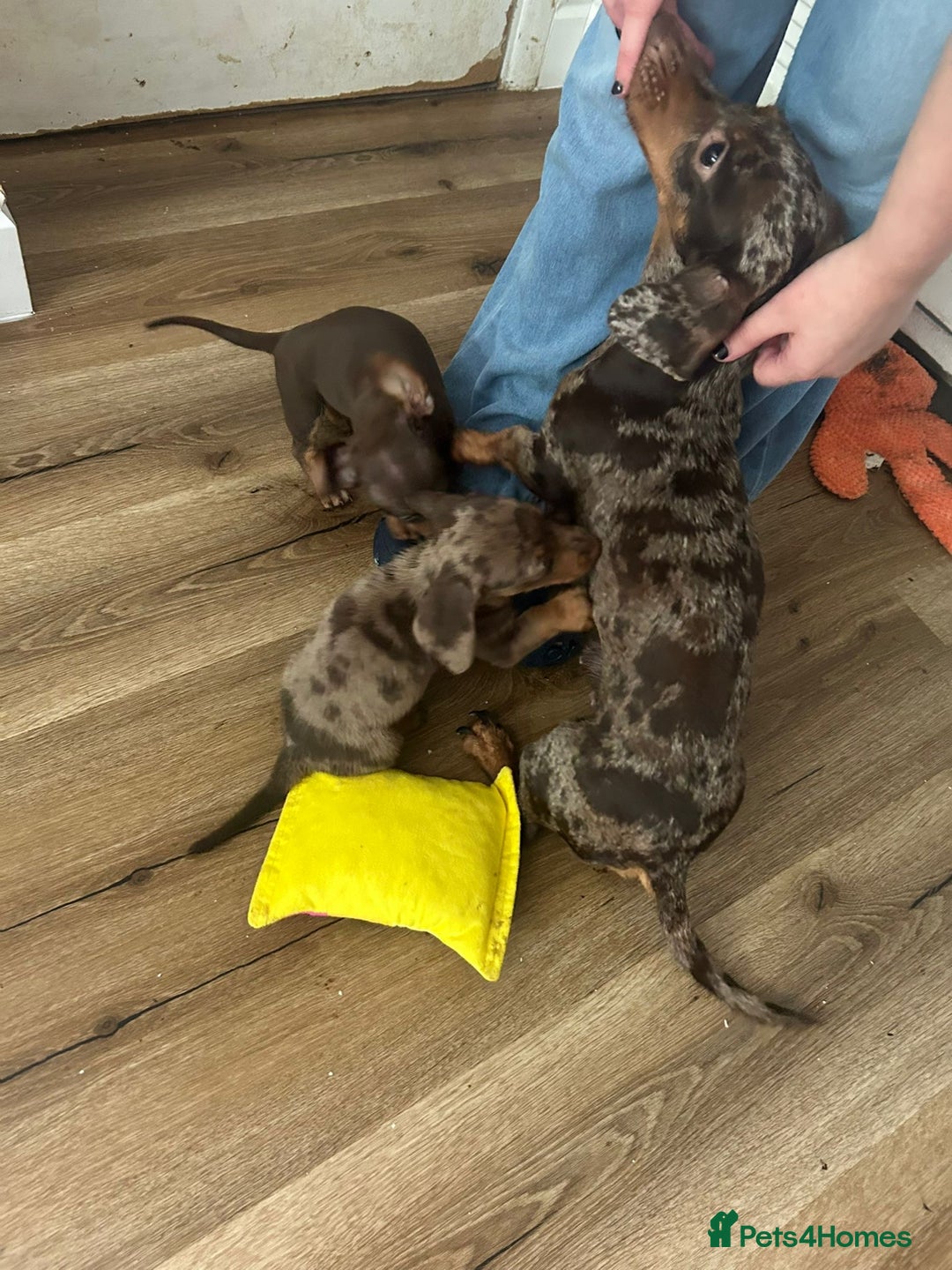 Miniature Dachshund dogs for sale: Beautiful daschund puppies - Image 13