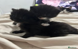 British Longhair cats for sale: 3 beautiful British longhair x  - Image 4