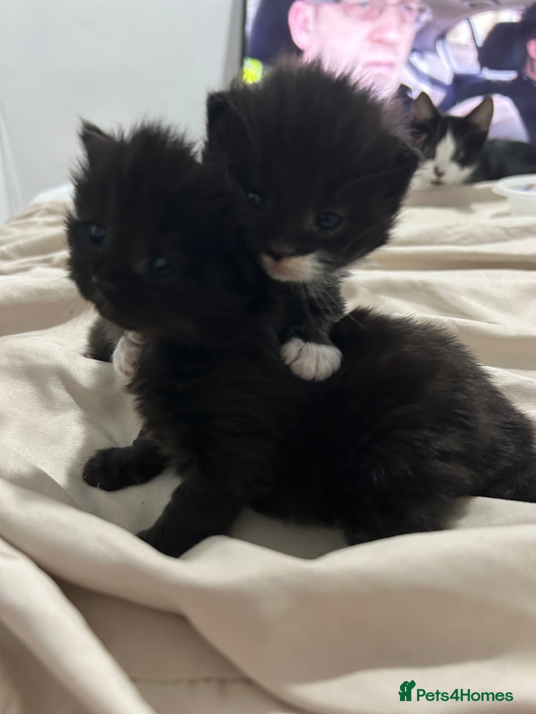 British Longhair cats for sale: 3 beautiful British longhair x  - Image 4
