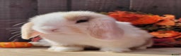 Mini Lop rabbits for sale: 3 Stunning baby pure bred mini lops available.  - Advert 1