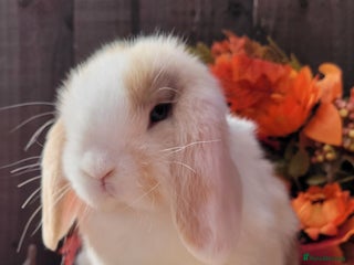 Mini Lop rabbits 3 Stunning baby pure bred mini lops available. - Advert 4