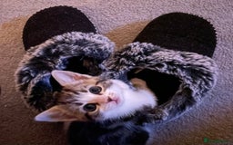 Mixed Breed cats for sale: 4 beautiful kittens ready now  - Image 12