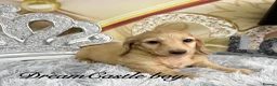 Miniature Dachshund dogs for sale: Ready to leave Kc long coat cream puppies  - Advert 24