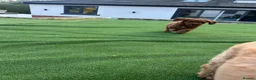 Cockapoo dogs for sale: Adorable F1BB Cockapoos - Advert 11