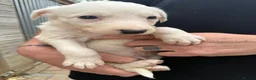 Lurcher dogs for sale: Top quality Lurcher puppies - Advert 26