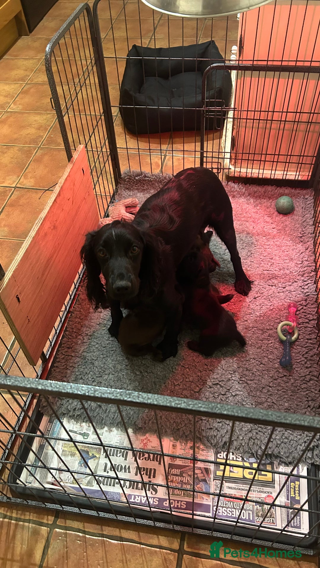 Cocker Spaniel dogs for sale: KC Working Cocker Chocolate Puppy - Image 5