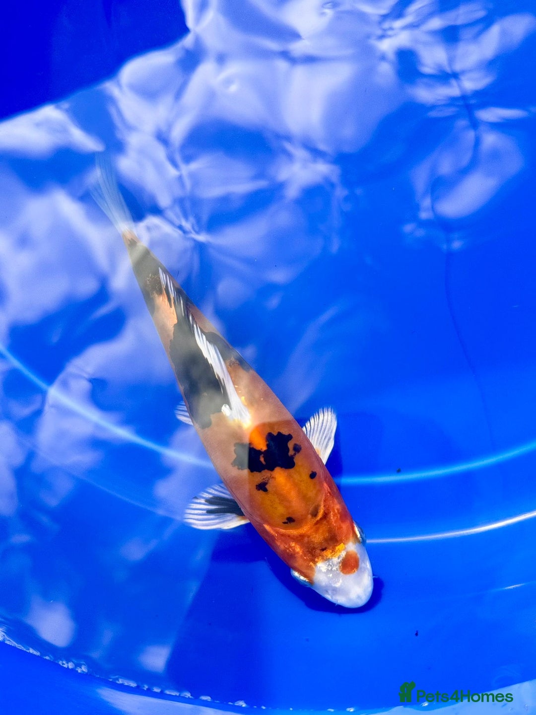 Koi Carp fish for sale: Koi for sale - Image 1