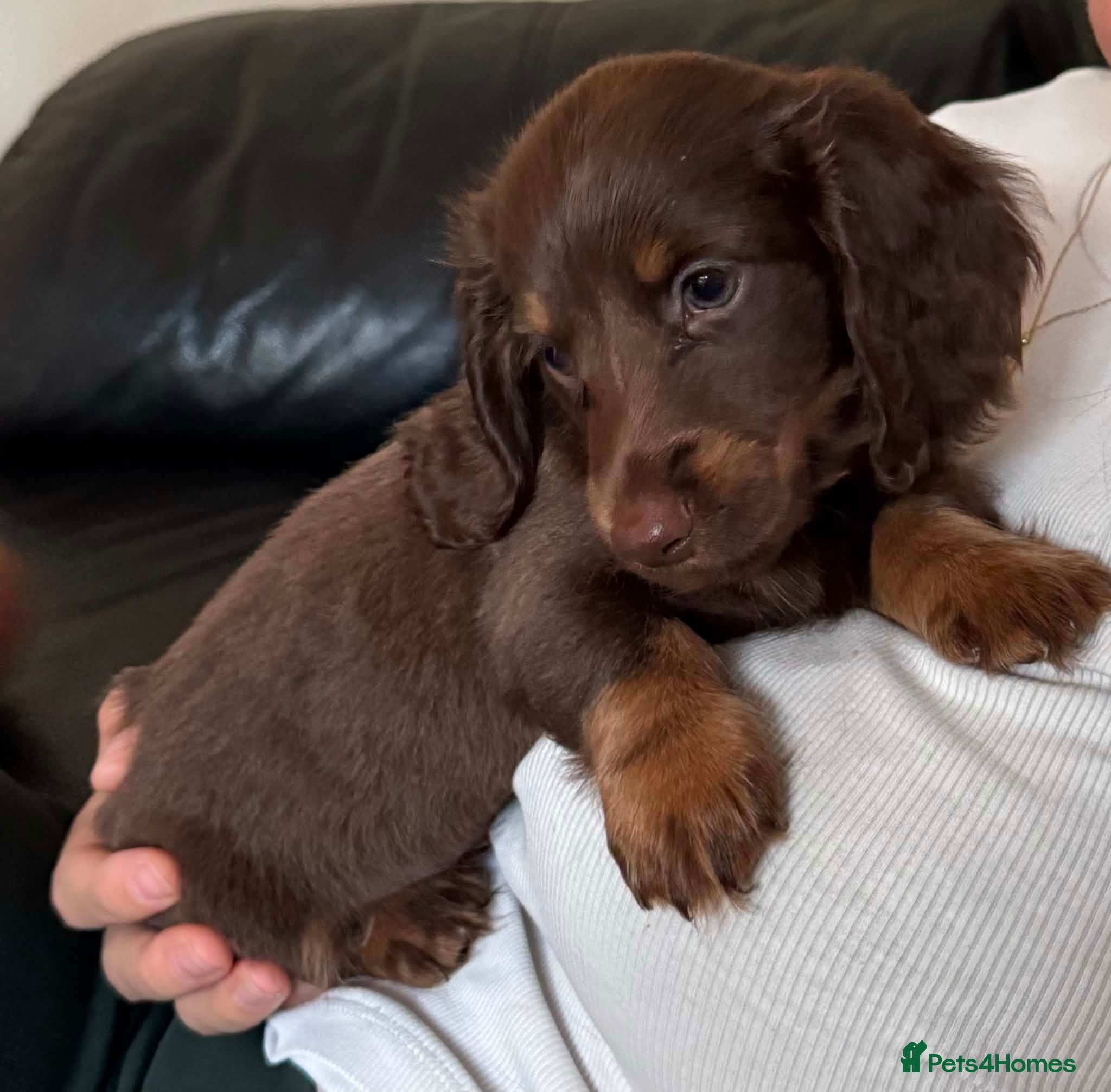 Miniature Dachshund dogs Long Haired Miniature Dachshund  - Advert 8