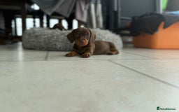 Dachshund dogs for sale: Miniature Daschund  - Image 3