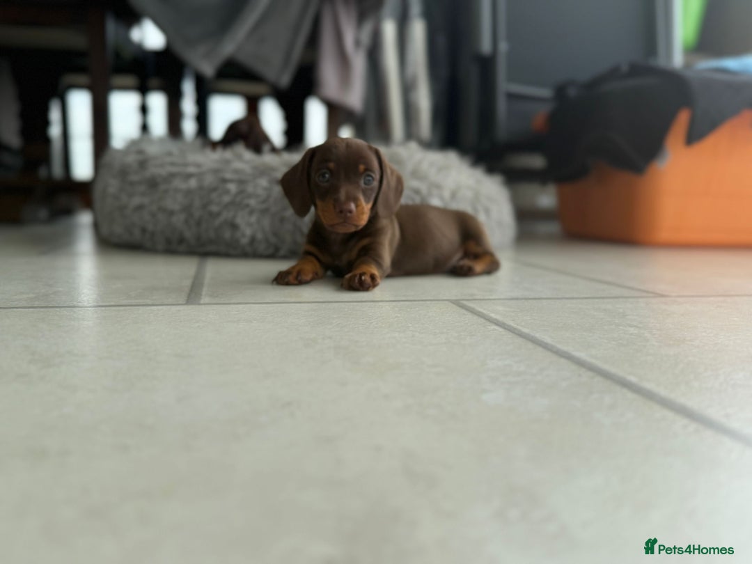 Dachshund dogs for sale: Miniature Daschund  - Image 3
