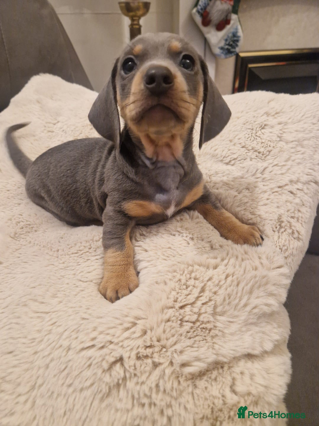 Miniature Dachshund dogs for sale: 🐾 Miniature Dachshund Puppies for Sale 🐾 - Advert 10