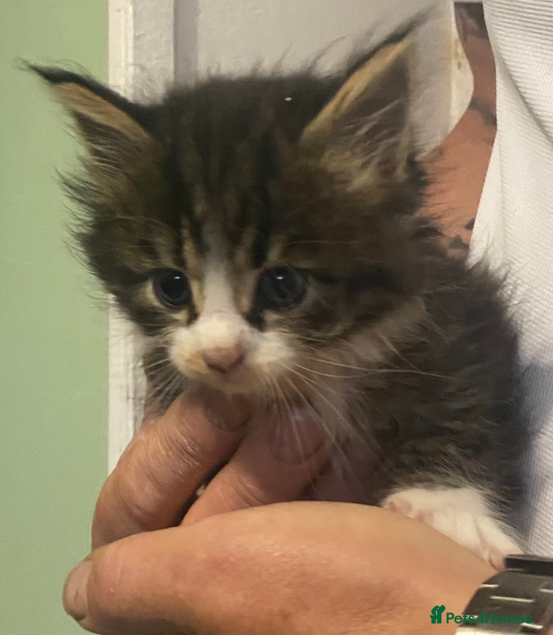 Maine Coon cats Maine coon kittens for sale  - Advert 2