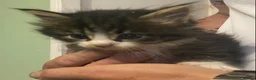 Maine Coon cats for sale: Maine coon kittens for sale  - Advert 2