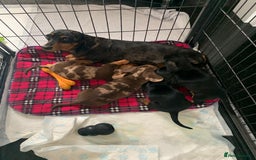 Miniature Dachshund dogs for sale: Minature daschund puppys - Image 9