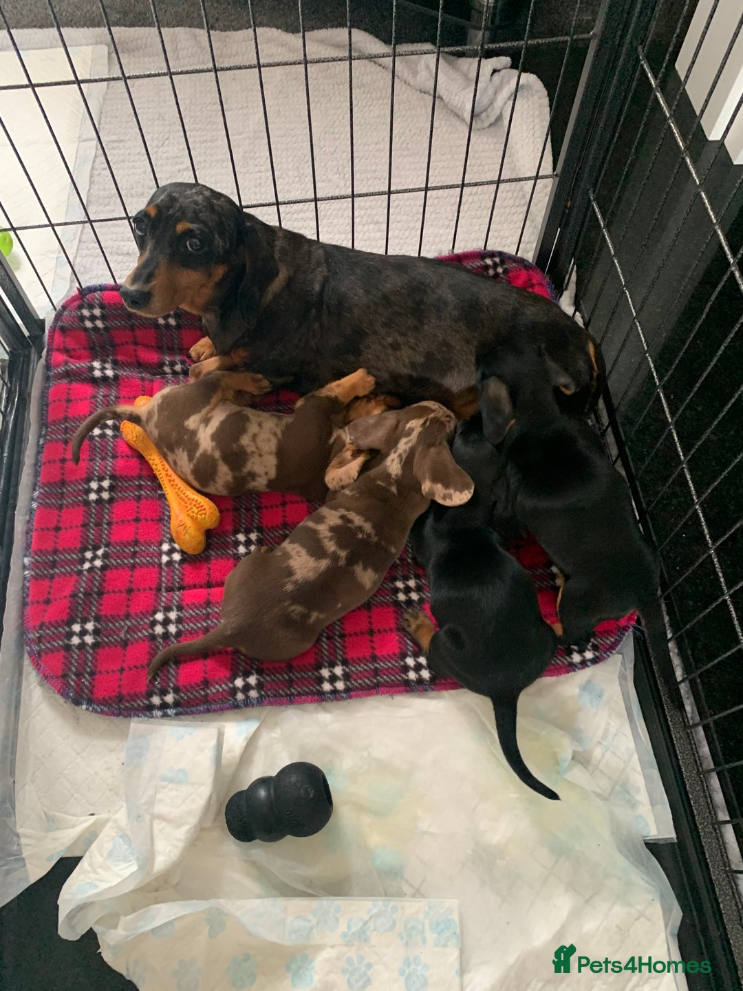 Miniature Dachshund dogs for sale: Minature daschund puppys - Image 9