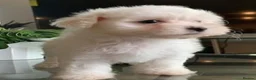 Maltese dogs for sale: Snowflake Sweethearts  Gorgeous Maltese Puppies in London - Advert 2