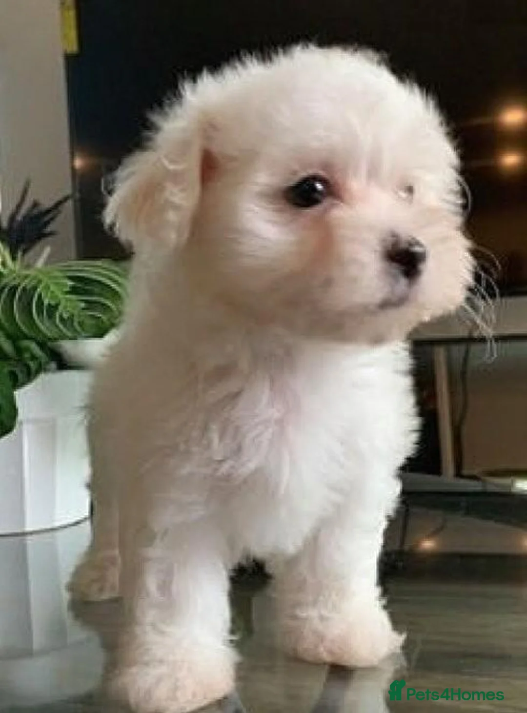 Maltese dogs for sale: Snowflake Sweethearts  Gorgeous Maltese Puppies in London - Advert 2