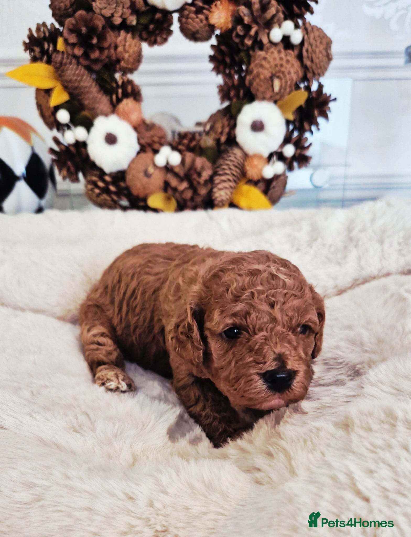 Cavapoo dogs F1B HEALTH TESTED CAVAPOO PUPPIES  - Advert 6