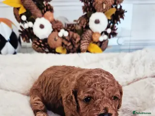 Cavapoo dogs F1B HEALTH TESTED CAVAPOO PUPPIES - Advert 1