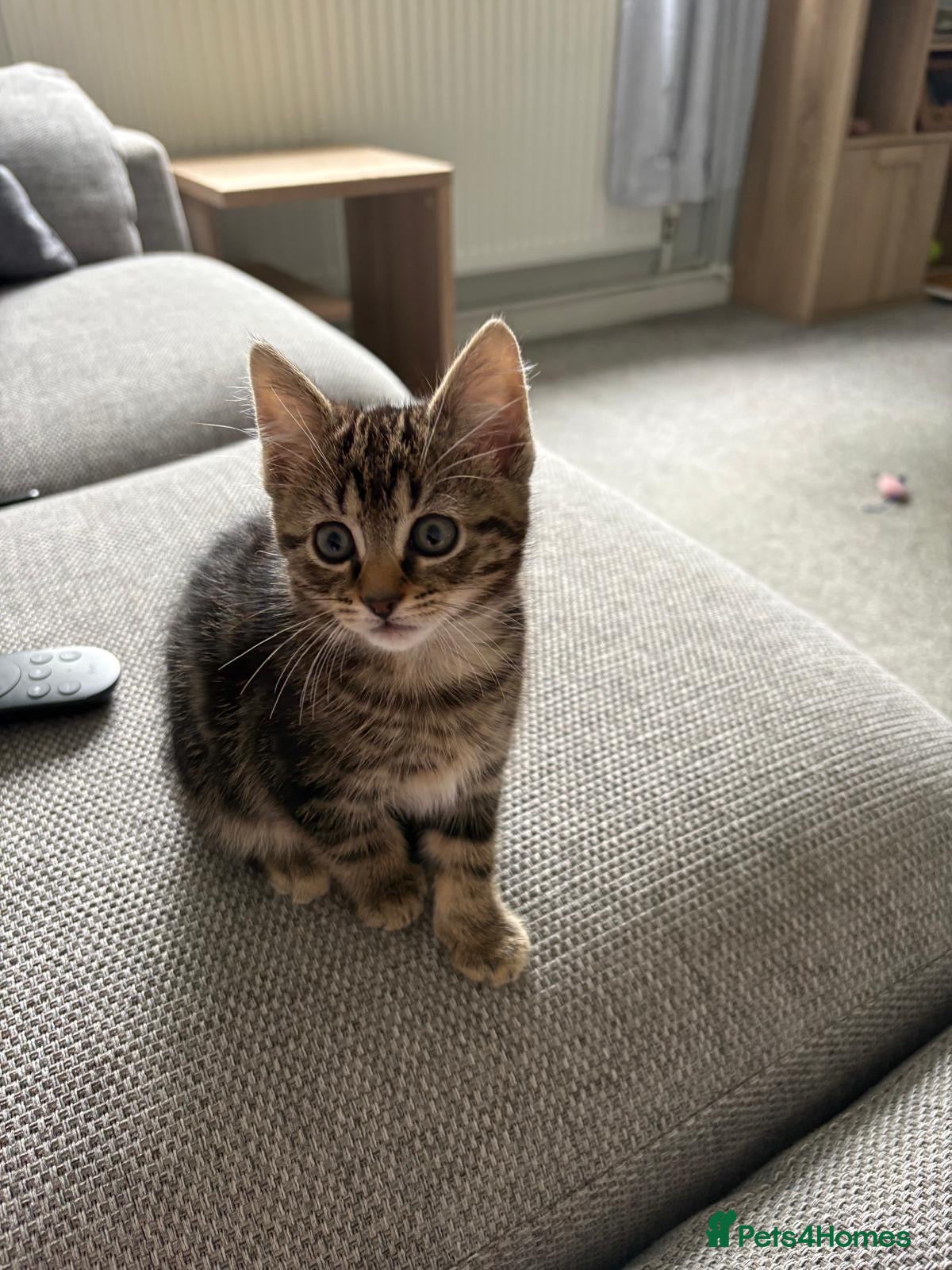 British Shorthair cats Beautiful female tabby - Advert 4