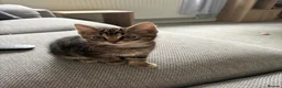 British Shorthair cats for sale: Beautiful female tabby - Advert 1