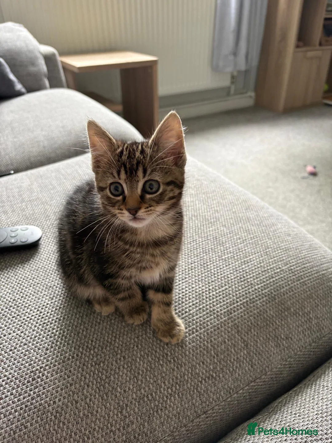 British Shorthair cats for sale: Beautiful female tabby - Advert 1