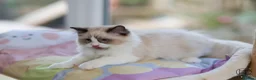 Ragdoll cats for sale: GCCF Champion line kittens available - Advert 8
