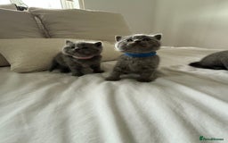 British Shorthair cats for sale: 3 chunky beautiful British shorthair  - Image 12