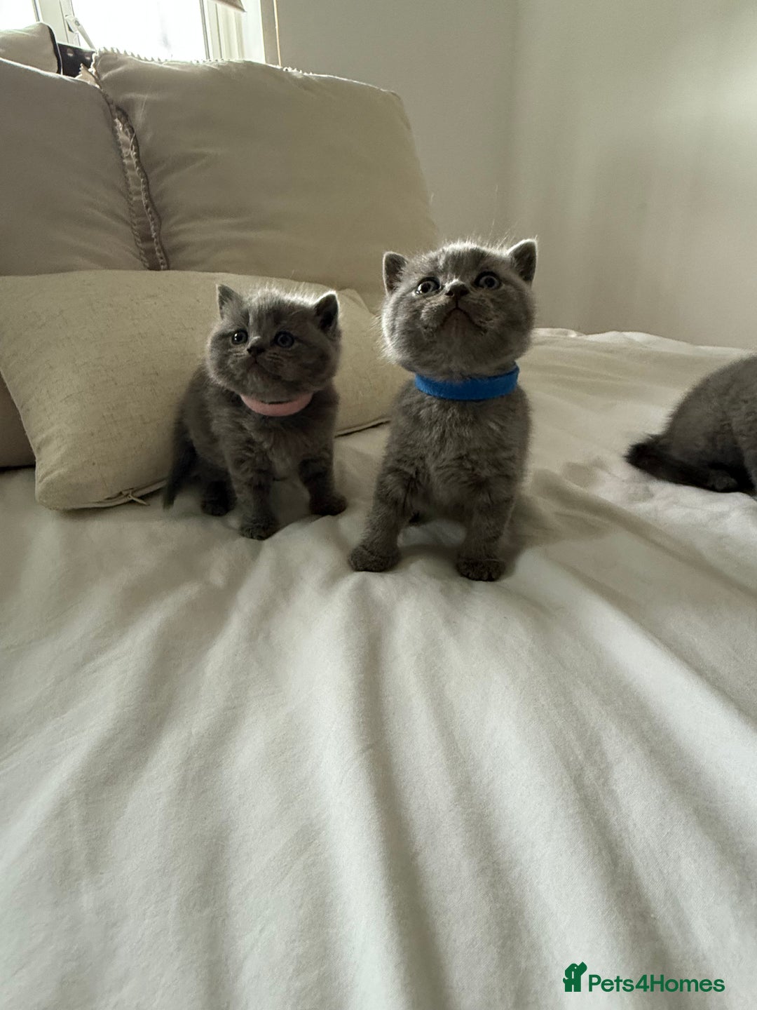 British Shorthair cats for sale: 3 chunky beautiful British shorthair  - Image 12