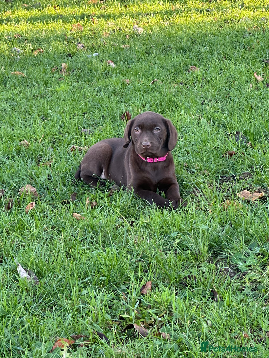 Labrador Retriever dogs for sale: Chocolate Labrador puppies  - Advert 28
