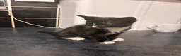 Mixed Breed cats for sale: Beautiful kittens  in Manchester - Advert 2