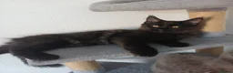 Maine Coon cats for sale: Maine coon kittens(pure breed) - Advert 2