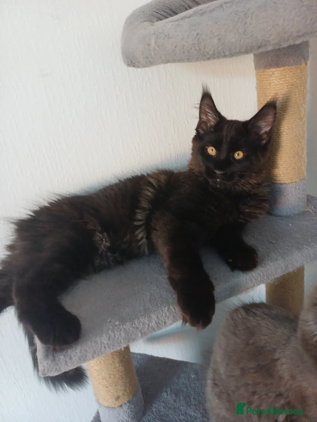 Maine Coon cats for sale: Maine coon kittens(pure breed) - Advert 2