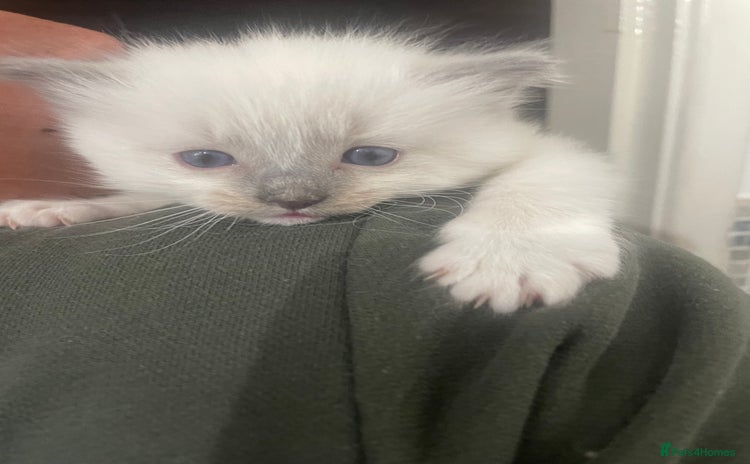 Ragdoll cats Beautiful Ragdoll Kittens (blue point) - Advert 6