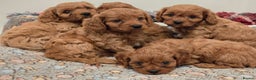 Cavapoo dogs for sale: Gorgeous Red Cavapoo Puppies - Advert 3