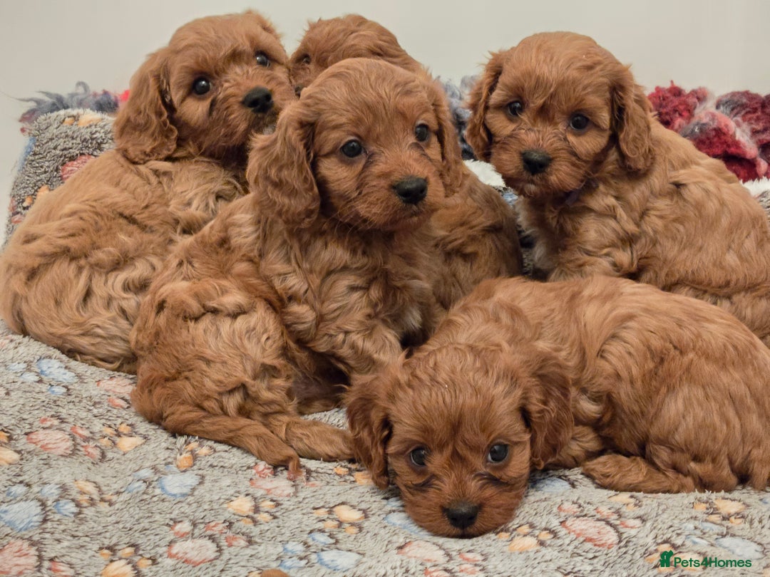 Cavapoo dogs for sale: Gorgeous Red Cavapoo Puppies - Advert 3