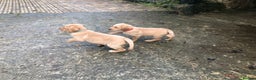 Labrador Retriever dogs for sale: Kc registered Labrador puppies(2 remaining) - Advert 12