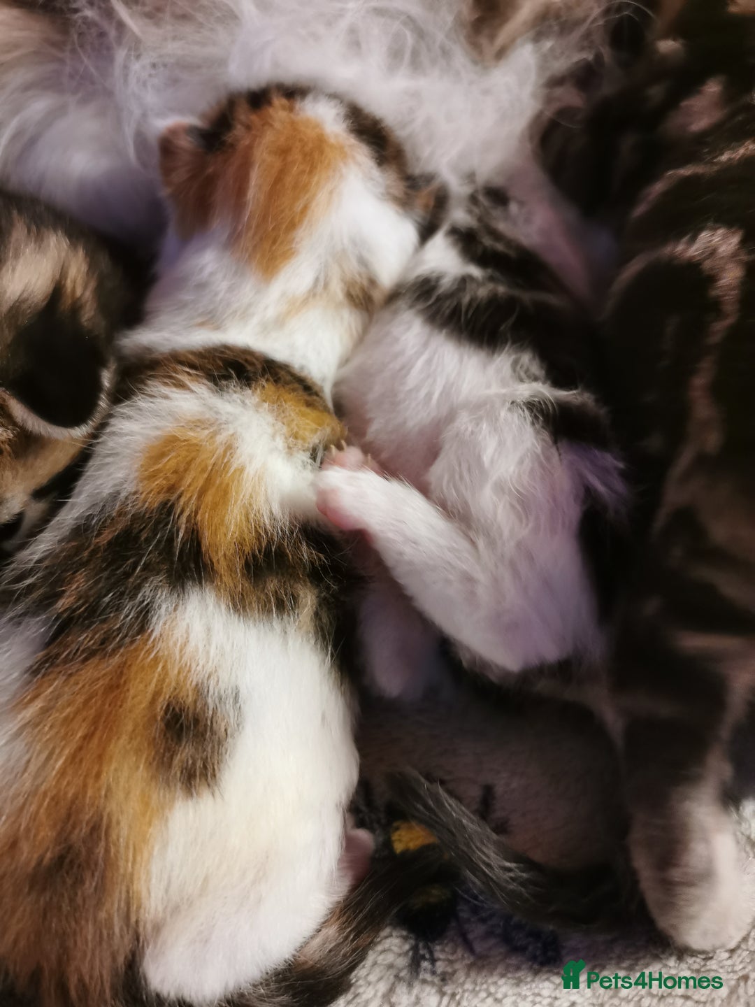 Mixed Breed cats for sale: Maine coon cross kittens for sale - Advert 4