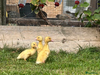Ducks poultry Day old female Aylesbury ducklings - Advert 2
