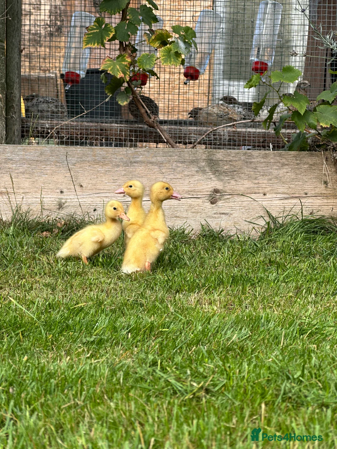 Ducks poultry for sale: Day old female Aylesbury ducklings  - Advert 1