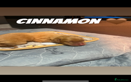 Labrador Retriever dogs for sale: Fox red Labrador puppies  - Image 14