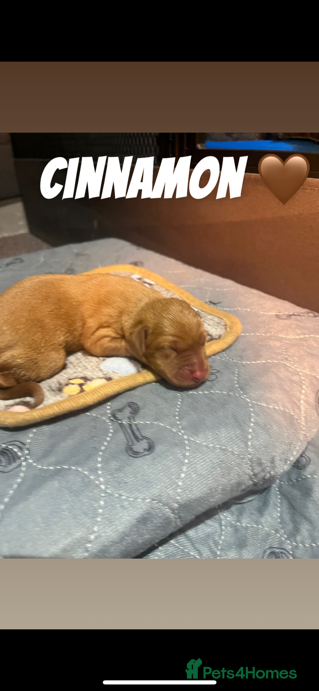 Labrador Retriever dogs for sale: Fox red Labrador puppies  - Image 14