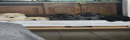 German Shepherd dogs for sale: This is a presale post for now  - Advert 22