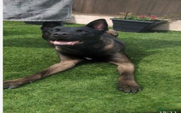 Belgian Shepherd Dog dogs for stud: Belgian Malinois x American Akita for Stud - Image 1