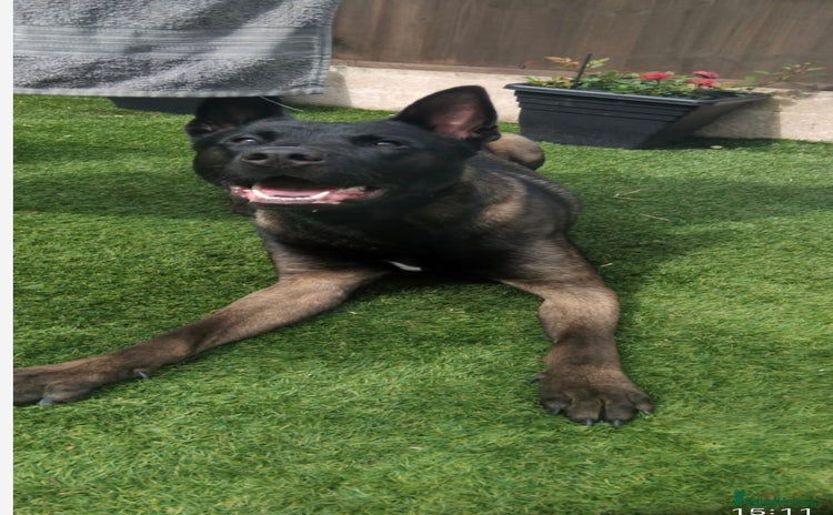 Belgian Shepherd Dog dogs - Advert 12