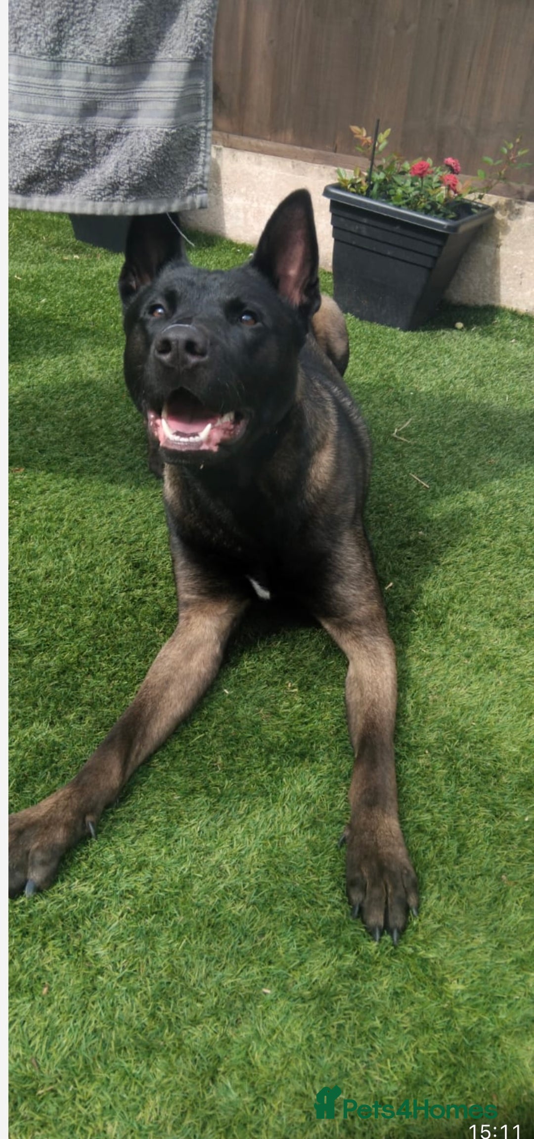 Belgian Shepherd Dog dogs for stud: Belgian Malinois x American Akita for Stud - Image 1