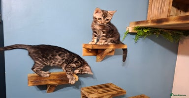 Bengal cats - Advert 13