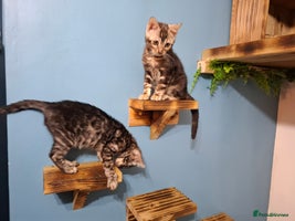 Bengal cats - Advert 7