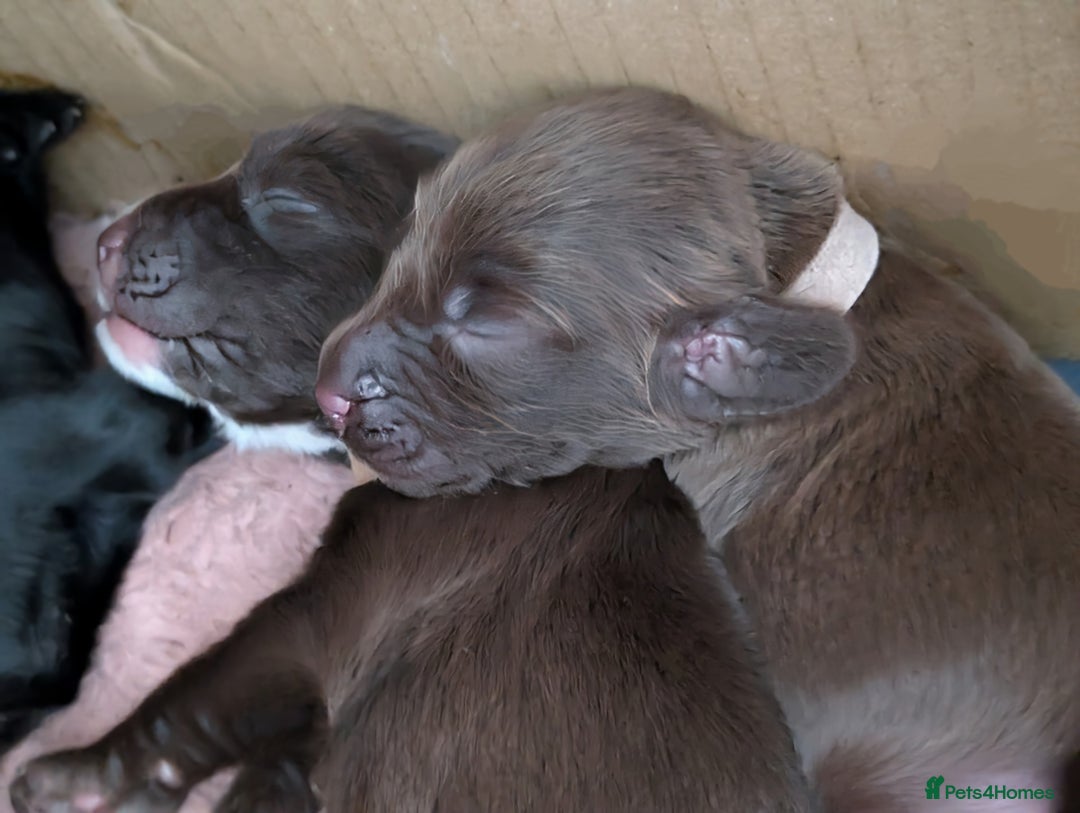 Field Spaniel dogs for sale: Rare and vulnerable Field Spaniel puppies LAST FEW - Image 2