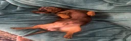 Mixed Breed dogs for sale: German pointer cross dashchund - Advert 10